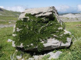 Rhamnus pumila haitz bat biltzen Larra aldean