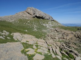 Latras tontorra ekialdetik