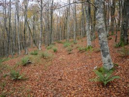 Serlo Gainetik ekialdera, pagadian barrena