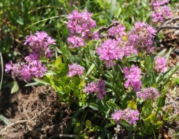 Silene suecica Peyreget aintziraren inguruan