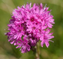 Silene suecica Peyreget aintziraren inguruan