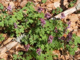 Corydalis cava Saldisgain gailurrean