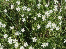 Stellaria holostea Uharte-Arakil inguruan