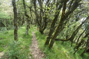 Bizkaiko ekialdeko bizkarreko bidea