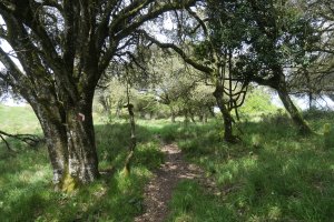 Peña del Mayoko bidegurutzea, GRaren arrastoa Atondo aldera jaisten da