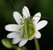 Stellaria holostea eta laguna