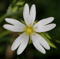 Stellaria holostea