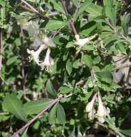 Lonicera pyrenaica Larran