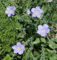Linum alpinum Larran