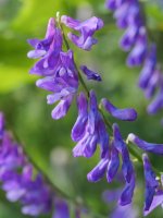 Vicia villosa varia, Saldise inguruan