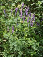 Vicia villosa varia Saldise inguruan