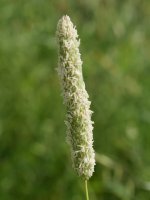 Phalaris coerulescens Ultzurrun aldean