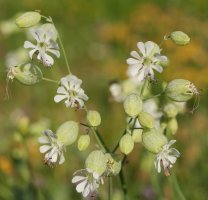 Silene vulgaris prostrata Larra aldean