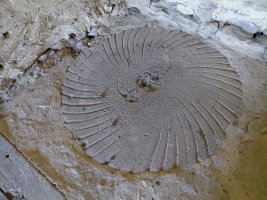 Oiardo Errota. Urkabustaiz (Oiardo)