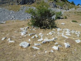 cosalines 10