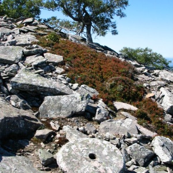 Errotarria tontorretik gertu