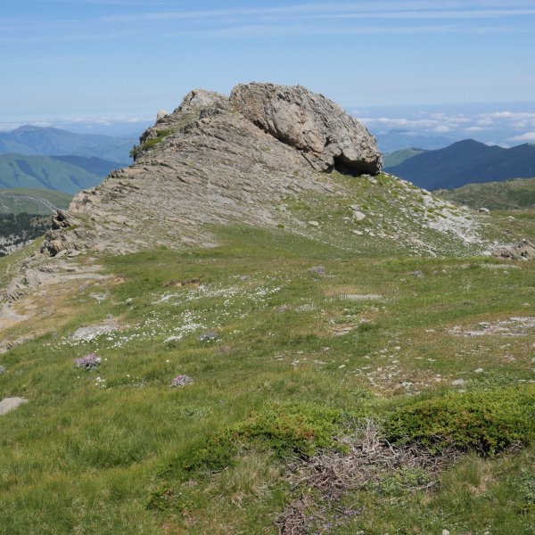 Latras tontorra hegoaldetik