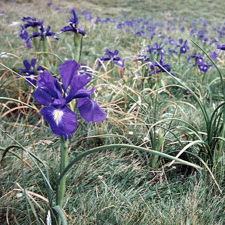 Loreak La Solanako larrean