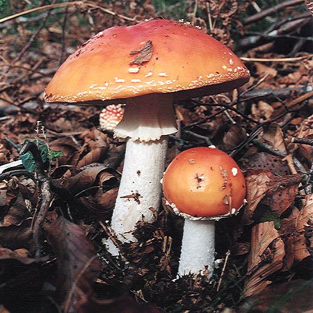Amanita Muskaria
