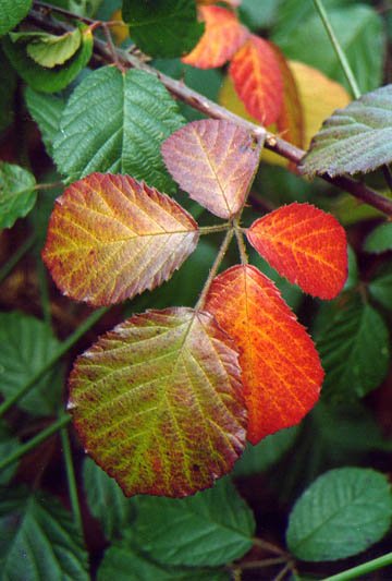 Laharraren osto gorria