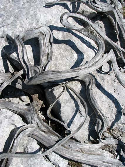 Ipuruaren zuztar iharrak