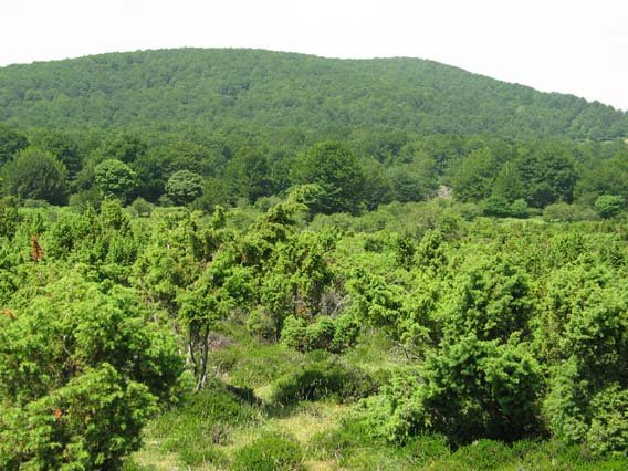 Opakua aldeko isurialdea