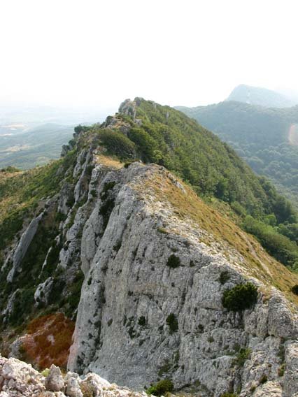 Mendebaldeko gandorra