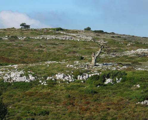 Tontorra iparraldetik