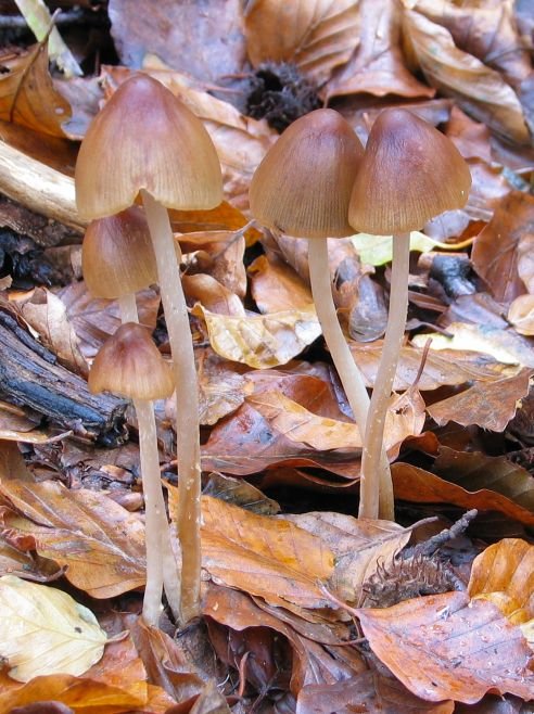 Perretxikoak orbel gainean