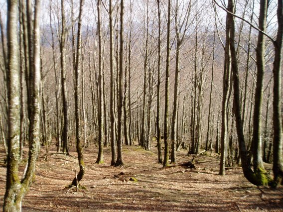 Basoa ipar isurialdean