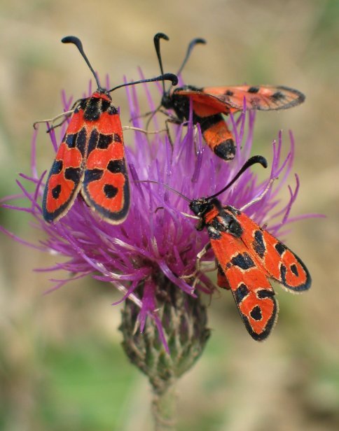 Holako zomorro ugari zebilen gaur (20040911)