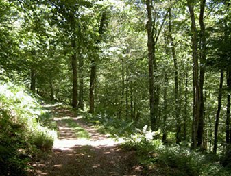 Robledal camino de la cima