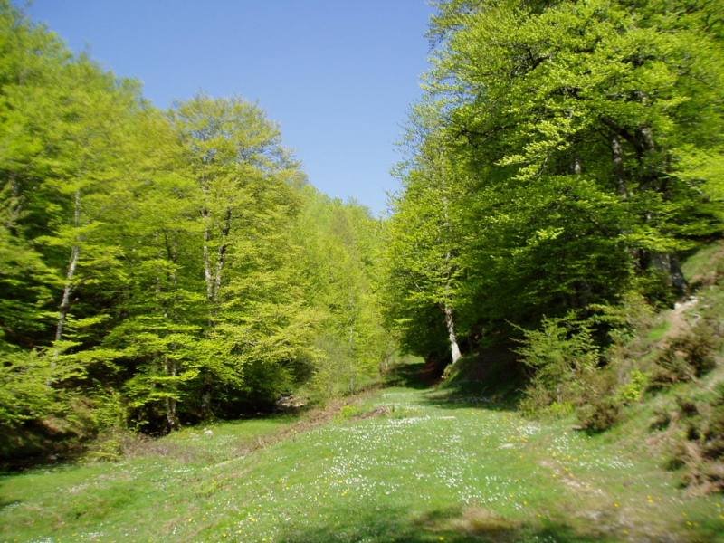 Morateko lepoa eta Egurgi arteko bidea Egurgitik gertu