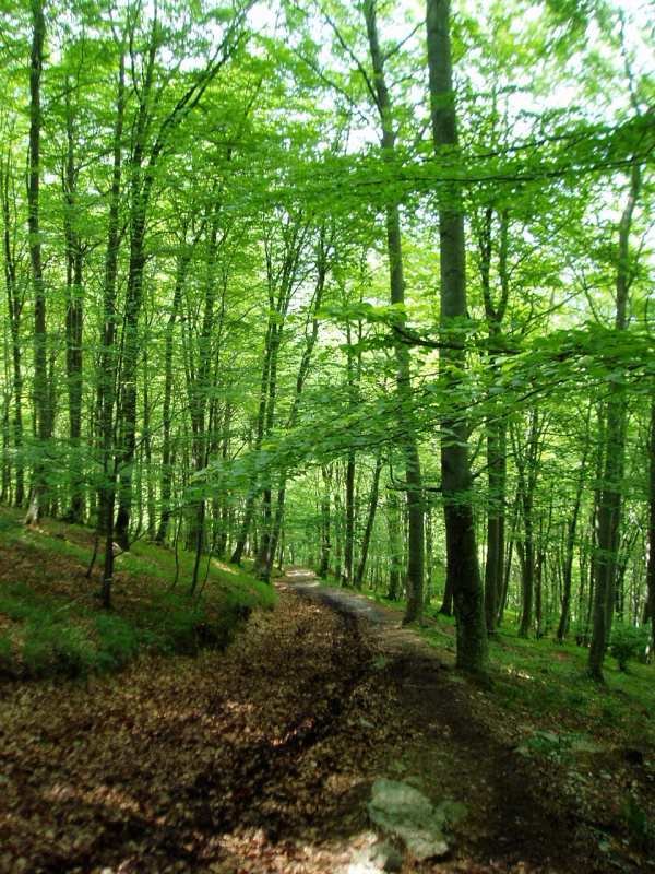 Lendoño Goitiatik Barrerillako atakara igotzen den bidea