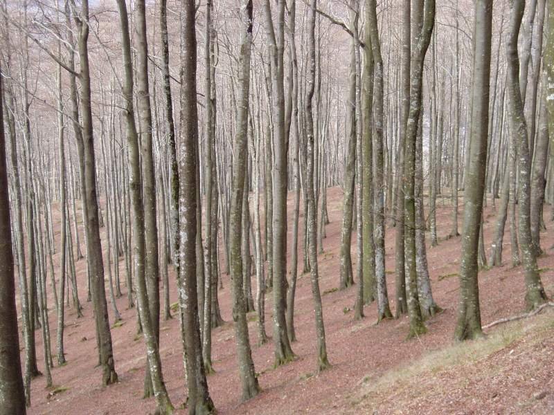 Ipar isurialdeko basoa hosto gabe beldar izurritearen ondorioz