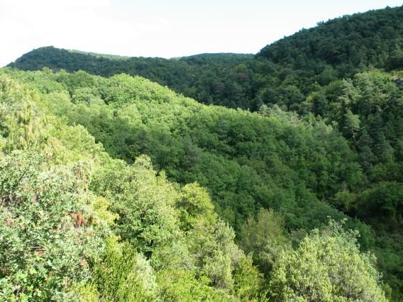 Zunzarren aldeko basoak