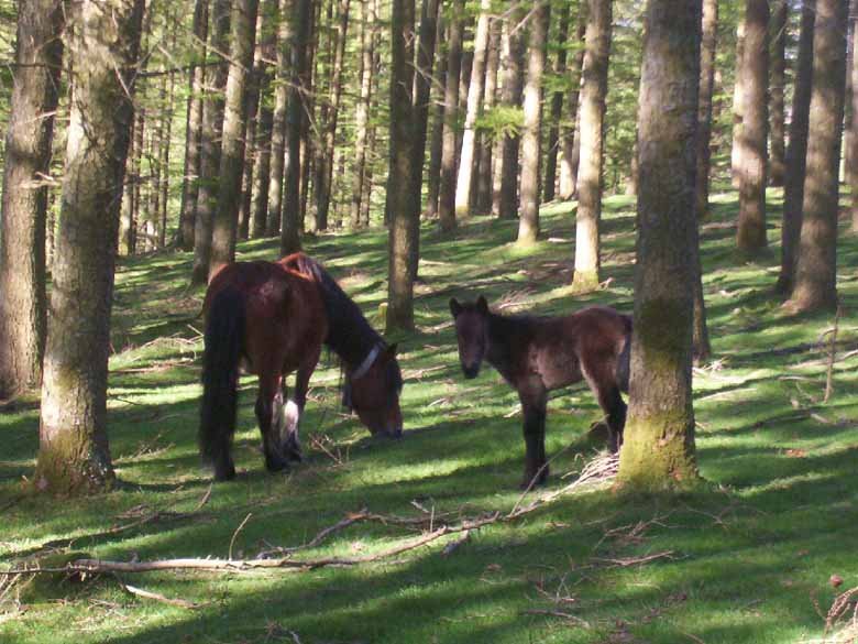 Zaldiak Zariako bidean