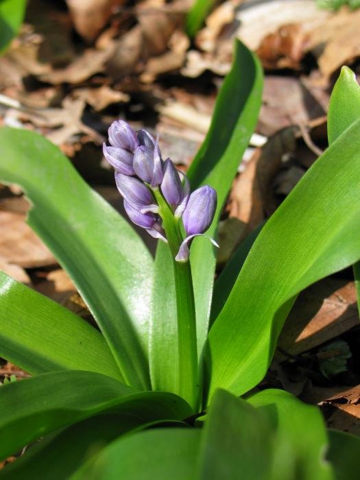 Zabaldu gabeko lorea