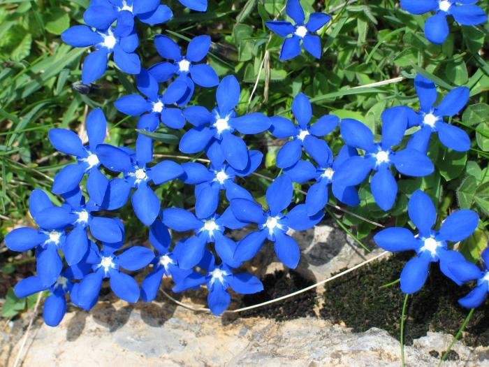 Larreko lore multzo bat