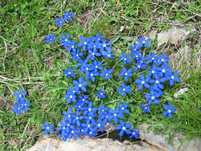 Larreko lore multzo bat