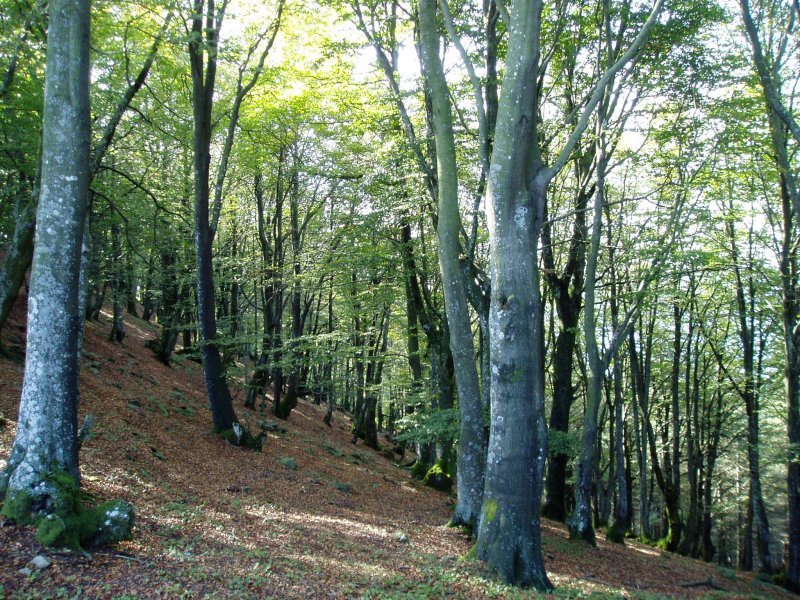 Basoa Arranoaitz eta Oregi artean