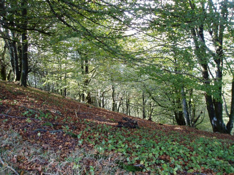 Basoa Arranoaitz eta Oregi artean