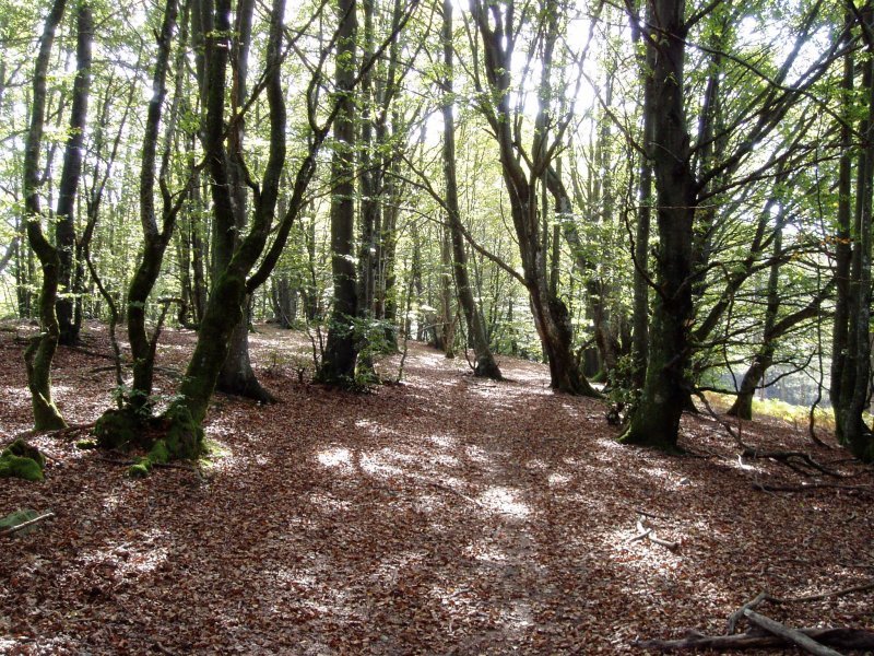 Oregi eta Jentiletxe arteko bidea