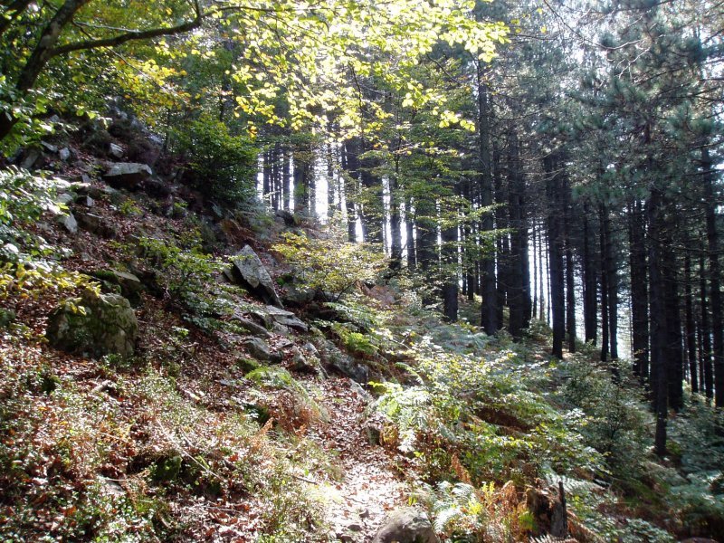 Basoa Jentiletxe inguruan