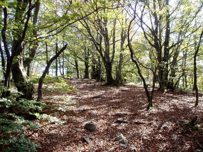 Jentiletxe eta Gorostiaga arteko bidea