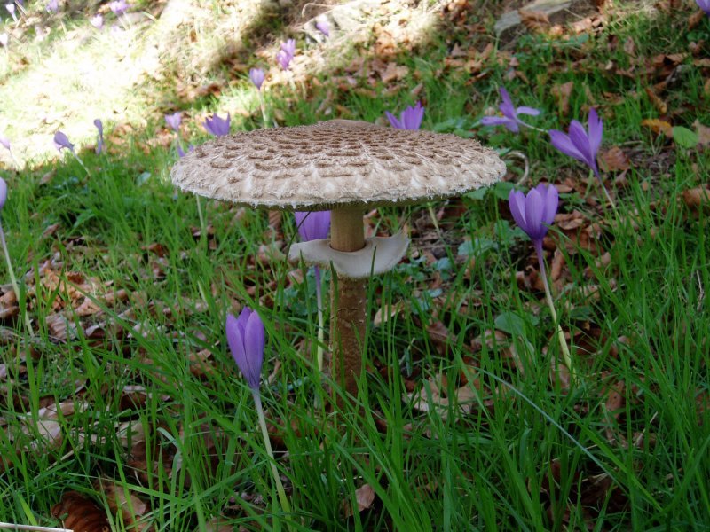 Galanperna (Macrolepiota procera)