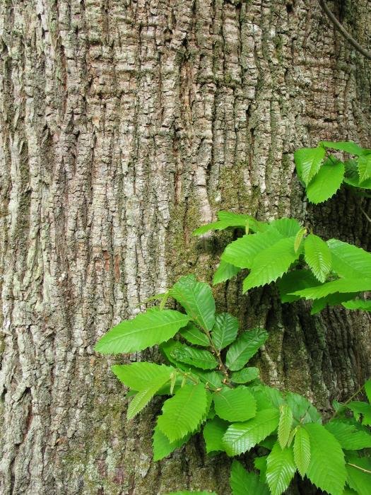 Enbor helduaren azala eta hostoak