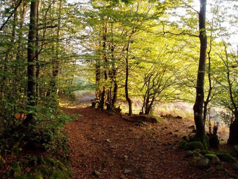 Kurutzebakarretik Artzaintxaboletara jaisten den bidea