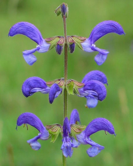 Salvia pratensis (?)