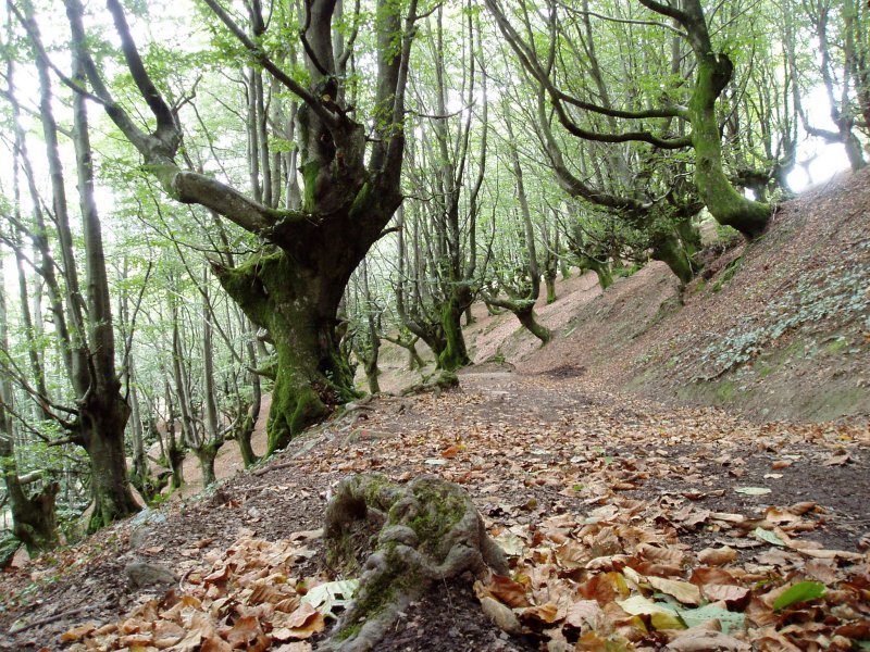 Bidea ipar-mendebaldeko magaleko pagadian zehar